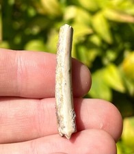 BIG Pterosaur Tooth from Niger Fossil Flying Dinosaur Tooth 1.5” Cretaceous Age