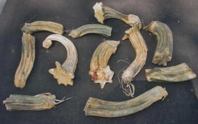 (10) Beautiful PUMPKIN STEMS 4'' to 7'' (Naturally Dried) quality craft art lot #3