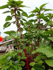 1200 UK Red steam Amaranth Seeds for Planting  Large