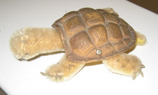STEIFF TAN BROWN TURTLE WITH BRASS BUTTON ON SHELL - NO NAME TAG - USED COND
