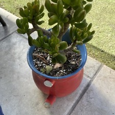 Jade Plant