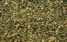 Celery, Wild Celery, Ajmod ,Ugragandhika, Apium graveolens WHOLE FREE SHIP-100gm