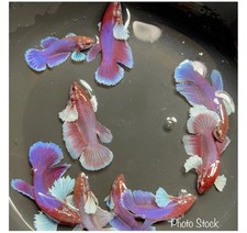 Female Betta Live Fish - X1 Dumbo Purple HMPK - Breeding Or Sorority