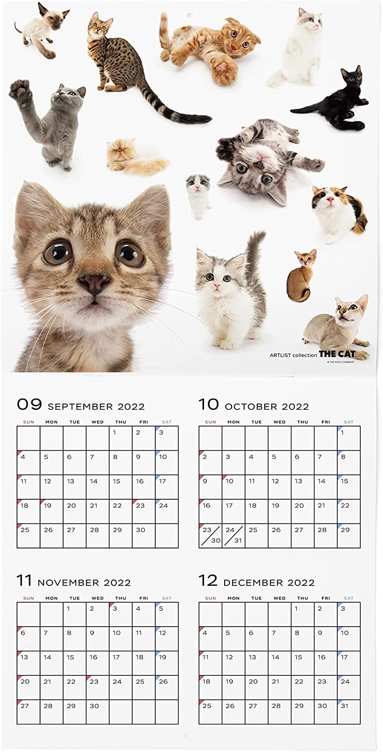 Tony Teddy Large 2023 Cat Calendar