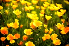 100 GOLDEN WEST YELLOW POPPY SEEDS | 2026 SALE FREE SHIPPING NON GMO HEIRLOOM