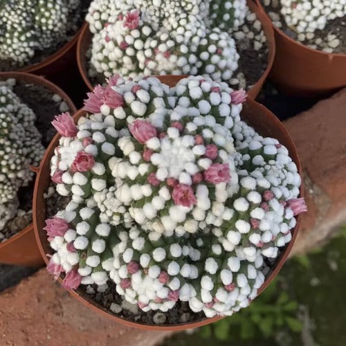 8CM Succulent Cactus Plant Mammillaria Gracilis Arizona Snowcap(Multi-Head)Plant - Picture 6 of 15