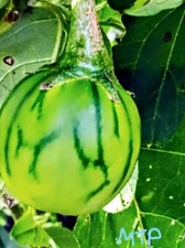 25 SEEDS, Afufa, Togo striped eggplant, Striped African Garden Egg SEEDS,