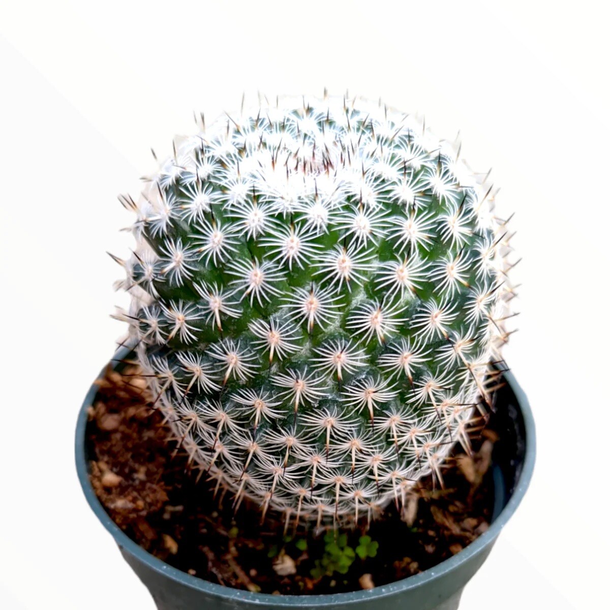 Mammillaria Matudae Thumb Cactus, Comes in a 3.5" pot | eBay