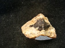 teredo petrifed wood australia