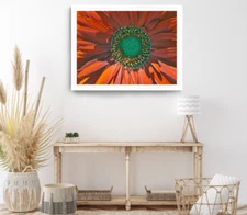Orange Gebra Print, Nature Wall Art, Closeup View Framed Gebra Wall Art, Floral