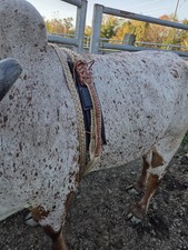 left Handed Bull Rope Bullrope rope Bull Riding Gear Rodeo Equipment