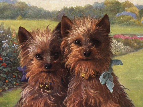 YORKSHIRE TERRIER CHARMING DOG GREETINGS NOTE CARD TWO BEAUTIFUL DOGS HEAD STUDY - Picture 1 of 1