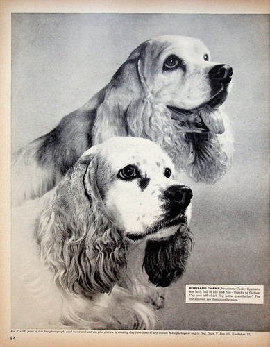 1956 Gaines Homogenized Dog Meal Food 2-Page Print Ad Cocker Spaniel Kankakee IL - Imagen 2 de 3