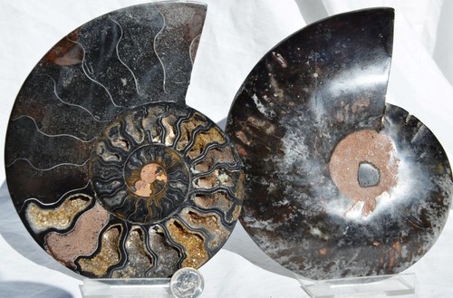 Par grande de cristales profundos de amonita negra 110 myo FÓSIL XXL 153 mm 6,1" 9314ee - Imagen 5 de 6