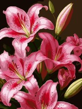 Paint by Numbers for Adults Beginner, Lily Flower Adult Paint by Number Kits on