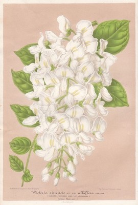 Chinese wisteria China flower flowers flowers botany botany Lemaire litho