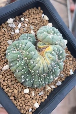 6.1cm RareSucculent Plant LF C actus C ristata WYSIWYG Boutique Garden