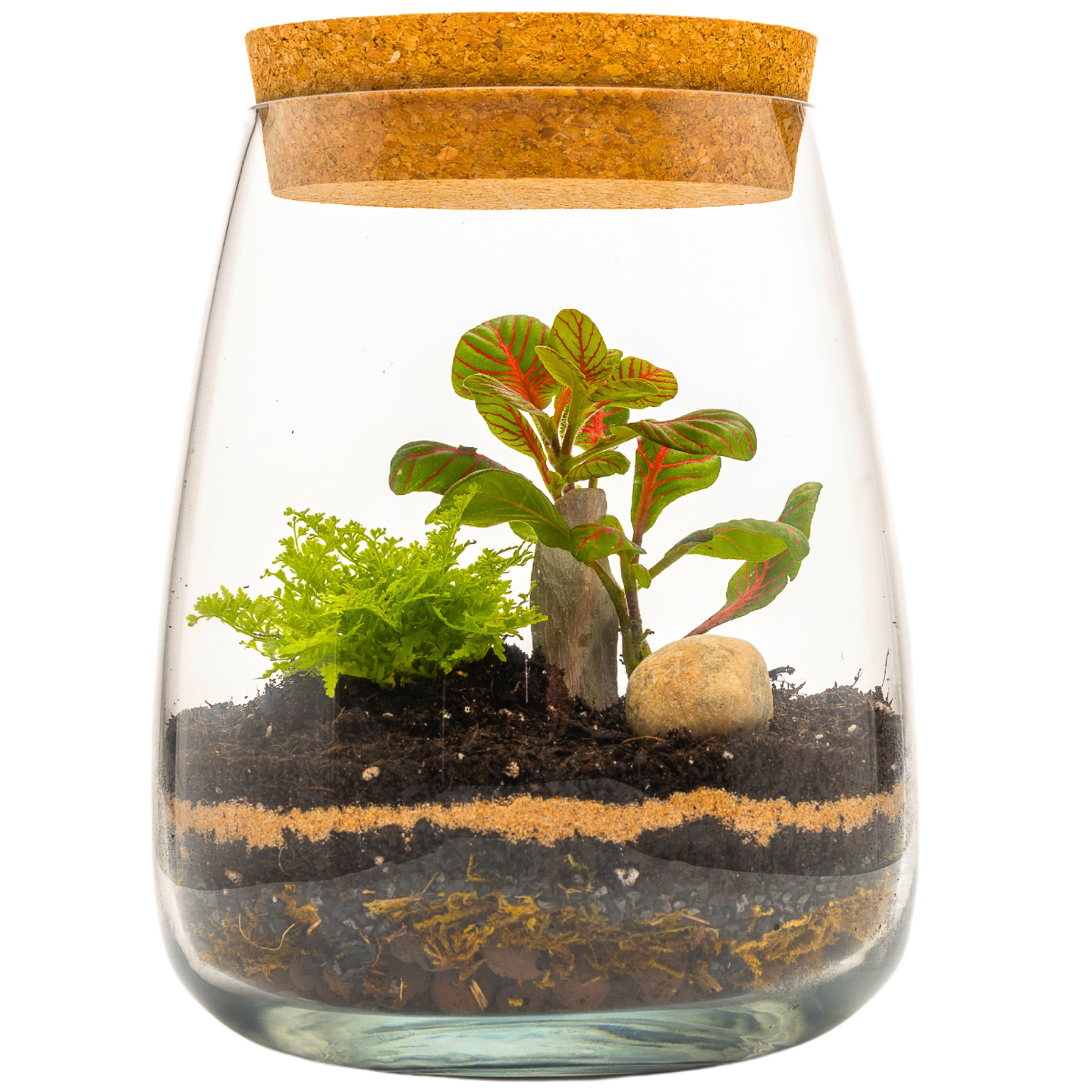 Kit de terrario con frasco de vidrio hágalo usted mismo kit de actividades de fin de semana, regalo único