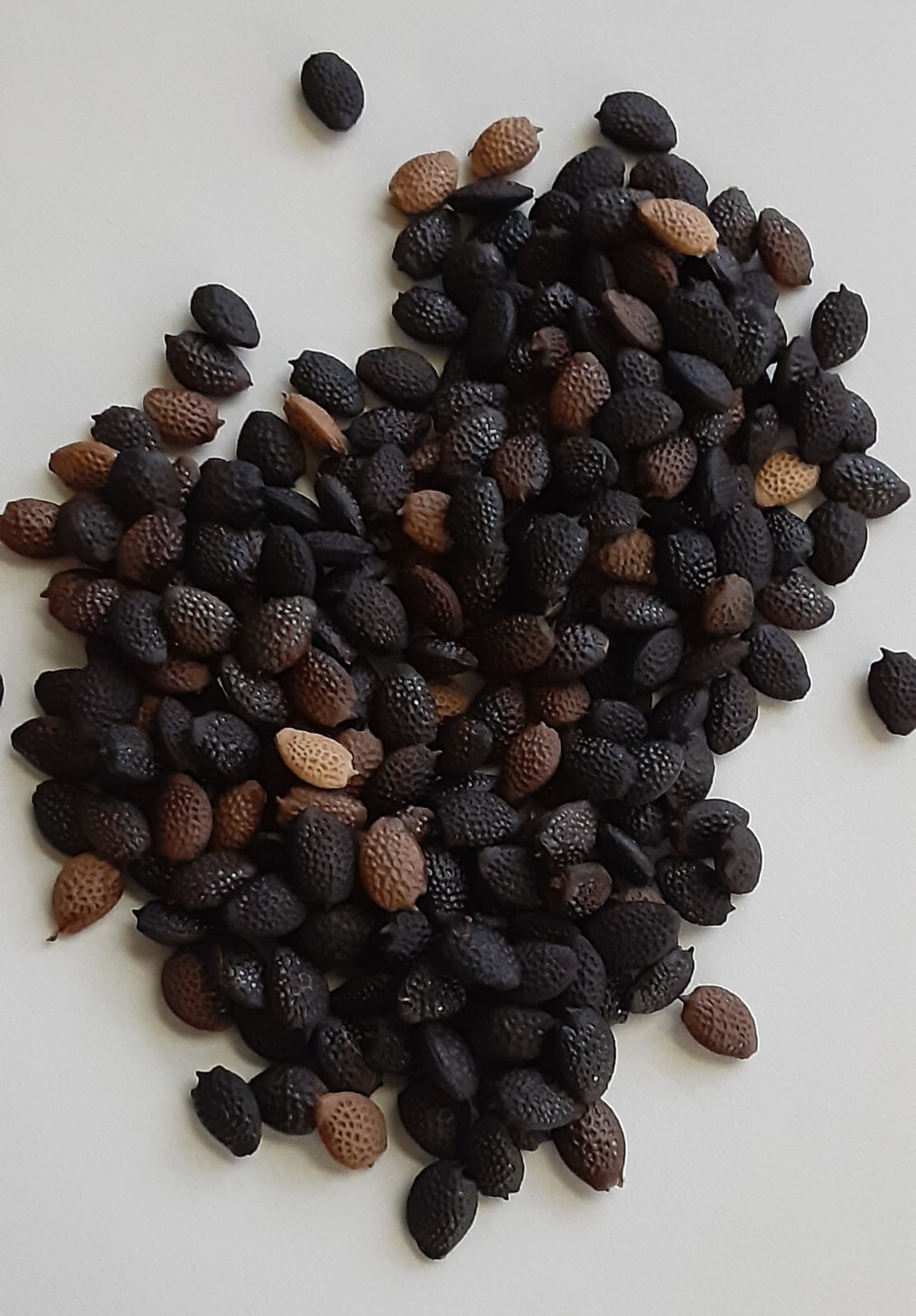 20 Passion Vine Seeds Maypop, Passiflora Encarnata, Cold Hardy