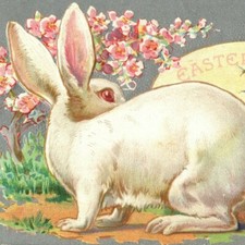 c.1909 Easter Greetings Postcard Albino Bunny Watching Chick Hatching Egg VTG