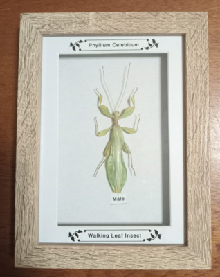 Gerahmtes echtes Insekten wandelndes Blatt Insekt Männchen im Holzrahmen /Taxidermie/Insekt/