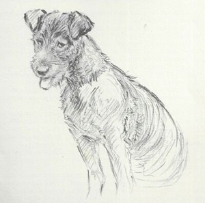 * Irish Terrier - Vintage Dog Art Print - 1938 KF Barker