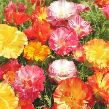 Ballerina Mix California Poppy Seeds - For 2026 Planting Crimped Petals Pastel