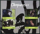 Liberia 2019 Mnh Chimpanzees 4v M/S Mammals Apes Wild Animals Stamps