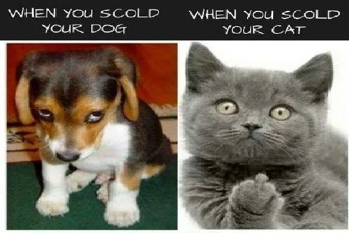 FUNNY CAT MEME "DOG SCOLD VS CAT" FRIDGE MAGNET 5" X 3.5"
