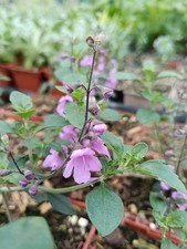 Prostanthera ovalifolia, hardy BRITISH GROWN shrub in 2L pot