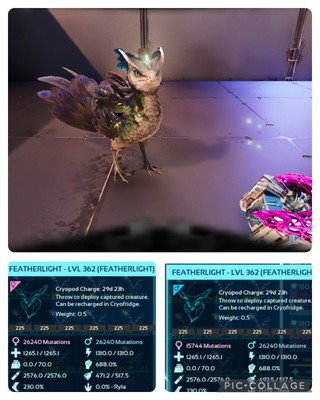 ark survival ascended pve SOLID ID225 FEDERLEICHT NUR ZUCHTPAAR