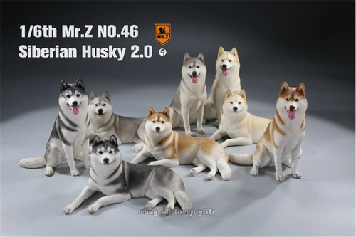 Mr.Z&JXK 1/6 Siberian Husky 2.0 Dog Pet Figure Huskie Animal Model Toy Kid Gift - 第 2/42 張圖片