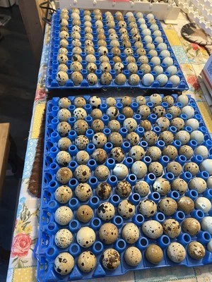 BUDDY’S HATCHERY 1 dozen Button/Coturnix Infertile Eggs For Reptile Or Pet