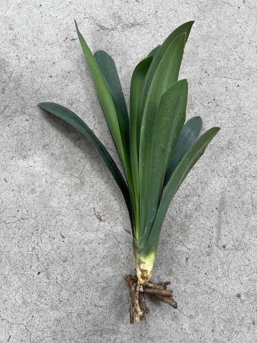 Clivia Miniata Bush Lily Orange Flowers 10 Leaves Bare Root No Pot