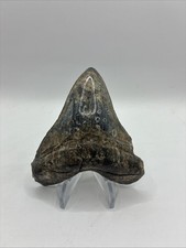 MEGALODON SHARK TOOTH 4” FOSSIL EXTINCT GIANT NATURAL BLUE