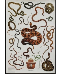 Vintage Snakes Alive Smokey The Bear Forest Poster 20 X 30” Reptiles