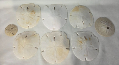 Lot of 8 White Real Arrowhead Sand Dollar Sea Shell Craft Weddings 2''-5''