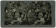 Sicily ~ PALERMO Boys Picking Lemons In Conca d'Oro Grove 16854 529bx NEAR MINT
