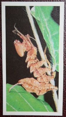 HUMMER MOTTENRAUPE illustrierte Wildkarte DF22MS