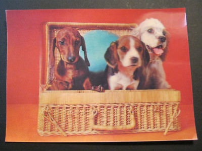 Postcard 3D postcard 3 dogs in a suitcase Dachshund Teckel Dachshund