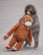 24" large PUNCH monkey Djungelskog Brown Orangutan Gorilla Ape Shaggy Plush New