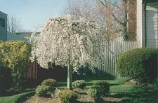 Weeping Cherry Tree  Prunus x yeodensis shidare yoshino 