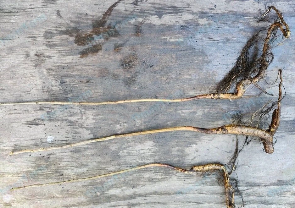 (3) TRES 12"-16" Nogal Negro Juglans Nigra Planta Viva Plántula Bareroot Foto 4 de 4