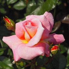 Emma - 5.5lt Potted Hybrid Tea Garden Rose - Salmon Pink with Yellow - Exclusive