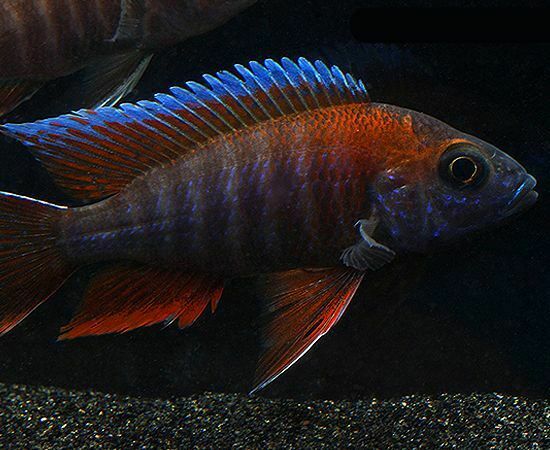 ★QUMAPON ROUGE+QUMAPON PEACOCK The glorious green Java “Pavo Muticus” peacock is