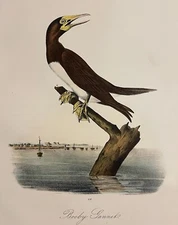 Audubon Booby Gannet Pl 426 Birds Of America 2nd Edition Royal Octavo