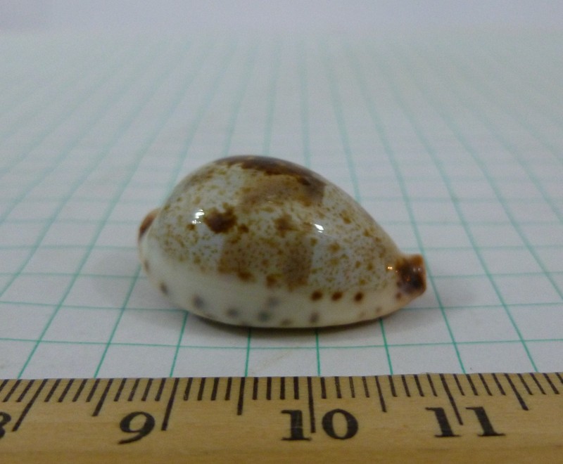 Cypraea pulchella pericalles, 29mm F+++ India