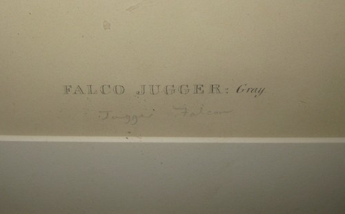 Antique JOHN GOULD Falco Jugger, Grey (Jugger Falcon) Lithograph - Birds of ASIA - Picture 4 of 10