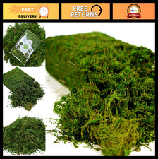 16oz Artificial Moss for Crafts  Decor, Faux Potted Plants, Fairy Garden, Weddi