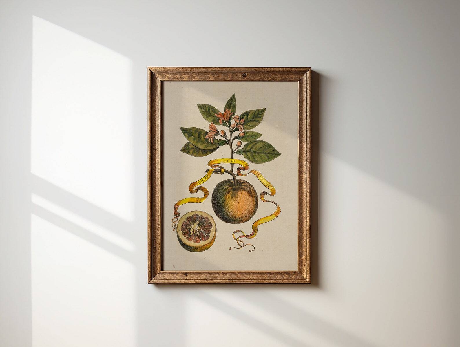 Antique Reproduction Oranges Still Life Art Botanical Wall Art Cottage Core